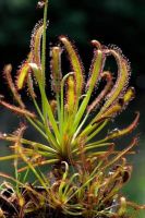 เมล็ดพืชกินแมลง Drosera capensis v.typical 50 เมล็ด พร้อมคู่มือการเพาะเมล็ด