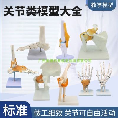 The human knee elbow foot shoulder hip joint bone joint ligament model simulation function demo 1:1 medicine