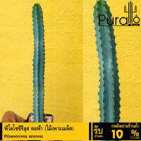 ต้นกระบองเพชร พิโลโซซีริอุส ตอฟ้า สูง 6-9 cm Pilosocereus azureus สีฟ้า #ไม้เพาะเมล็ด #ตอกราฟ #แคสตัส #ไม้ลำ