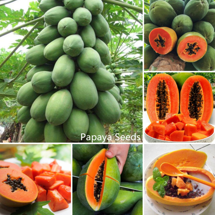 Philippines Ready Stock 30pcs Dwarf Papaya Seeds Fruit Tree Seeds