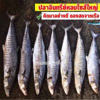 ปลาอินทรี ปลาอินทรีย์เนื้อหอม ไซส์ใหญ่ คัดเกรดพิเศษ ขายทั้งตัว 1กกขึ้นไป ดองสดจากเรือ ถูกที่สุด ปลาตากแห้ง อาหารทะเลแห้ง การันตีคุณภาพ