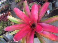 สับปะรดสี#bromeliad# นีโอ#neo# ต้นไม้สวยงาม# ไม้ประดับ# ตกแต่งบ้าน#bromeliad# ไม้ประดับ# ไม้มงคล# ขายถูก# ต้นไม้ทนแล้ง