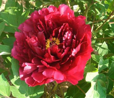10 เมล็ด เมล็ดโบตั๋น ดอกโบตั๋น ดอกพีโอนี (Peony) สีแดง Red Peony ดอกไม้นี้​เป็นสัญลักษณ์ของความมั่งคั่งร่ำรวย ความซื่อสัตย์ อัตราการงอก 70-80%