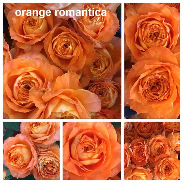 Hoa hồng ngoại thân gỗ tree mini Orange Romantica Rose | Lazada.vn