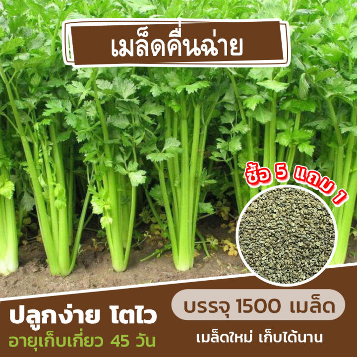 เมล็ดพันธุ์คื่นฉ่าย-1500-เมล็ด-ซื้อ-5-แถม-1