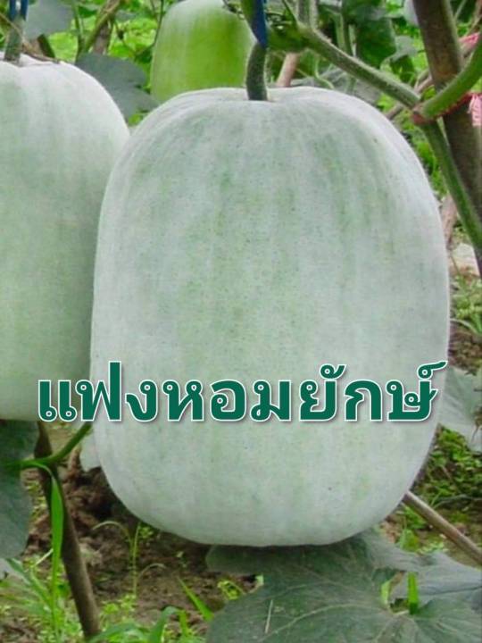 แฟง-แฟงหอมยักษ์-เมล็ดพันธุ์แฟงหอม-บรรจุ-10-เมล็ด-10-บาท