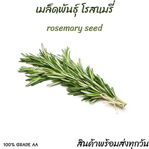 เมล็ด-rosemary-สมุนไพรโรสแมรี-100-เมล็ด-นำเข้าเกรด-a-พร้อมส่งทุกวัน