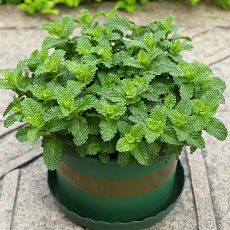 Quick Delivery] 200seeds Common Mint Herbs Seeds Green 50 seeds (not live  plants) 