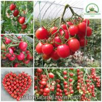 เมล็ดพันธุ์ มะเขือเทศเชอร์รี่ Cherry Tomato Fruit Seeds พันธุ์ไม้หายาก ต้นผลไม้ บอนไซ ไม้ประดับ ต้นไม้แคระ พันธุ์ไม้ผล ต้นพันธุ์ผลไม้ เมล็ดดอกไม้ เมล็ดผัก ผักสวนครัว เมล็ดพันธุ์แท้ 100% ปลูกง่าย ปลูกได้ทั่วไทย (แต่ละแพ็คมี 100 เมล็ด - Seeds for planting)