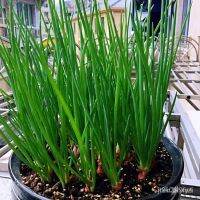 เมล็ด ขายดี/เมล็ดพันธุ์ Scallion Green Shallot Seeds Vegetable Seeds บรรจุ 50 เมล็ด เมล็ดพันธุ์ผัก ผักออแกนิค พันธุ์ผัก [ไม่ใช่พืช! เป็นเมล็ดพันธุ์] [คลังสินค้าจุด][ขายตรงจากโรงงาน][ของแท้อย่างเป็นทางการ][โปรโมชั่นลดราคา][50 เมล็ดพันธุ์][เมล็ดผลไม้][เมล็