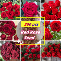 อัตรางอกสูง!! เมล็ดดอกกุหลาบ Red Rose Seeds (บรรจุ 200 เมล็ด) กุหลาบเลื้อย ต้นกุหลาบจริง บอนสีหายาก กุหลาบหิน ดอกไม้ เมล็ดพันธุ์ บอนสีสวยๆหายาก เมล็ดดอกไม้ บอลสีชนิดต่างๆ Plants บอนสีแปลกๆถูกๆ ไม้ประดับมงคล ต้นไม้ฟอกอากาศ ต้นไม้ ต้นไม้ประดับ Vegetable