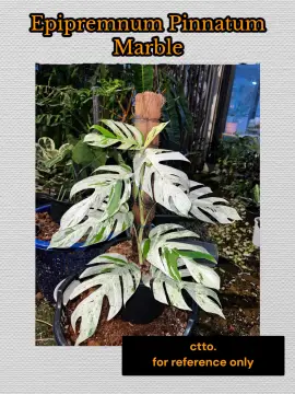 Epipremnum Pinnatum (Yellow Flame Reverted), Furniture & Home Living,  Gardening, Plants & Seeds on Carousell