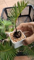 ต้นปรงญี่ปุ่น ปรงญี่ปุ่นแคระ Cycas revoluta Thunb ขนาดจิ๋ว 10-15 เซนติเมตร ขนาดเล็ก โตช้า ทน และ ประโยชน์มากหลาย