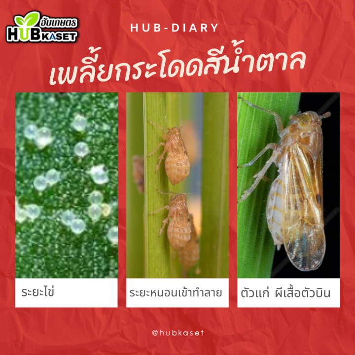 ไพมีโทรซีน-200กรัม-ไพมีโทรซีน-กำจัดเพลี้ย-เพลี้ยกระโดด-เพลี้ยจั๊กจั่น