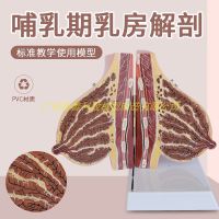 Chest anatomy of the breast breast model structure made of gynecology and obstetrics teaching show micro plastic cosmetic beauty salon medicine