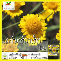 เมล็ดพันธุ์ เดซี่ มาร์กาเร็ต สีทอง 200 เมล็ด golden marguerite daisy seeds เมล็ดพันธุ์แท้ 100% นำเข้าจากต่างประเทศ ถูกดี ดอกไม้ ดอกเดซี่ ปลูกง่าย โตไว