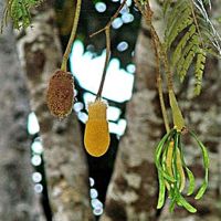 ขายถูก 100 เมล็ด เมล็ดเหรียง Nitta tree มีชื่ออื่นว่า กะเหรี่ยง สะตือ ลูกเหรียง สารเหรียง หน่อเหรียง พืชผักอร่อยภาคใต้ ผักเหนาะ สมุนไพร