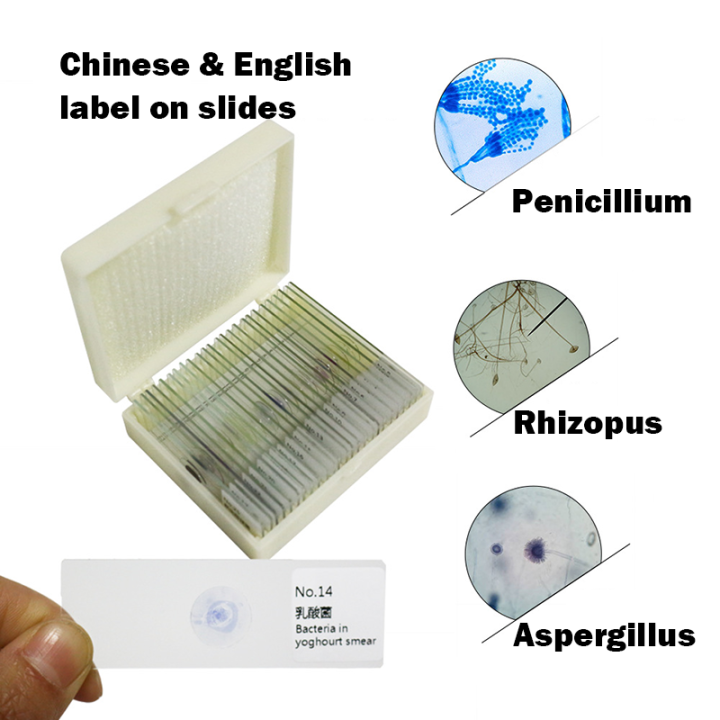 สไลด์กล้องจุลทรรศน์แบคทีเรีย5-10-20-25-50ชิ้นจุลินทรีย์ที่เตรียมสไลด์สไลด์ชีวภาพกล้องจุลทรรศน์ทางชีวภาพตัวอย่างจุลภาค-alat-edukasi-ชุดทดลอง