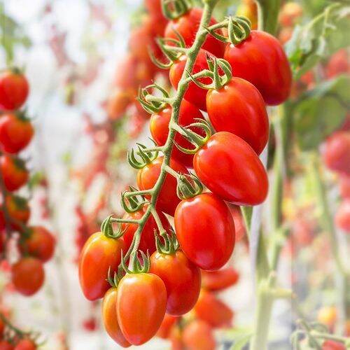 Organic Super Pope Tomato Seeds - 15 Seeds/Pack for Best Tomato Plants ...