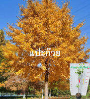 ต้น แปะก๊วย กิงโกะ Ginkgo อายุต้น 3 ปี+ สูง 80-100 ซ.ม. ต้นสูง ไม่ต้องรอนาน