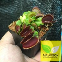 (จัดโปร) กาบหอยแครงแดง (Dionaea muscipula) กระถาง 2 นิ้ว 3 นิ้ว และ 4 นิ้ว หลากหลายสายพันธุ์ "Venus flytrap" ลดราคา ต้นไม้ ต้นไม้มงคล ต้นไม้ฟอกอากาศ ไม้ด่าง