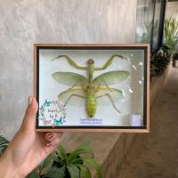 แมลงสต๊าฟ ในกล่องไม้ - Giant Praying Mantis ขนาดกล่อง 6x8 นิ้ว