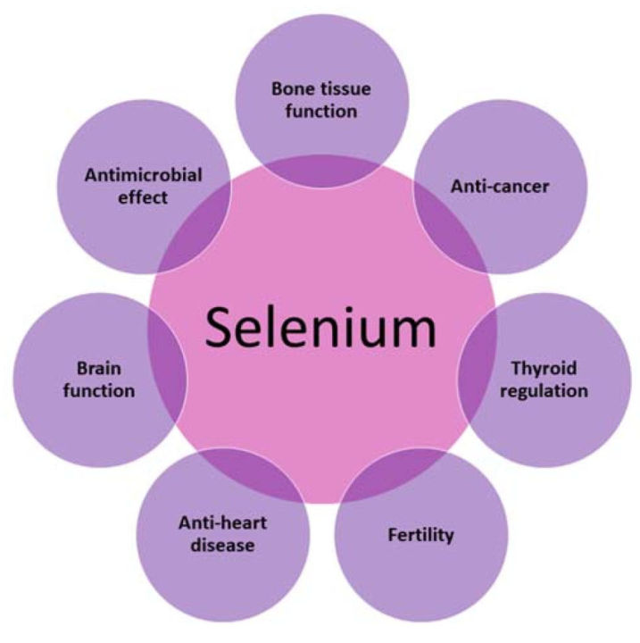 ซีลีเนียม-selenium-100-mcg-100-tablets-solgar-support-prostate-immune-system-health