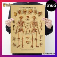 โครงกระดูกมนุษย์ Human skeleton ภาพโปสเตอร์ ร่างกายมนุษย์ กระดาษคราฟท์ สไตล์วินเทจ เพื่อการศึกษาเรียนรู้ ตกแต่งบ้าน [พร้อมส่ง]