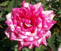 30 เมล็ด Seeds เมล็ดพันธุ์ กุหลาบ สตาร์แอนด์สไตร้พส์ Stripes Rose Seeds สี แดง-ชมพู ดอกใหญ่ นำเข้าจากต่างประเทศ พร้อมคู่มือ