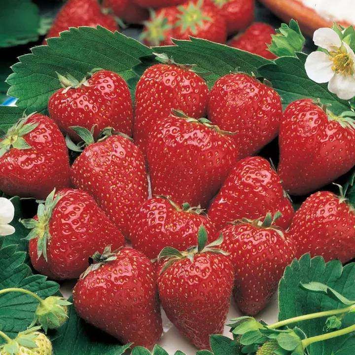 เมล็ดพันธุ์-strawberry-สายพันธุ์-tioga-50-เมล็ด-เมล็ดพันธุ์นำเข้าจาก-ยุโรป