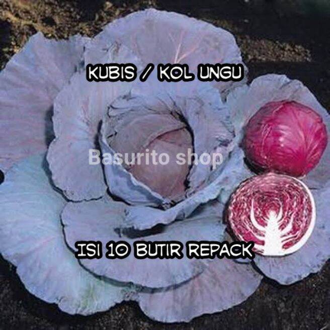 Benih Biji Kol Kubis Ungu Repack Isi 10 Butir Lazada Indonesia