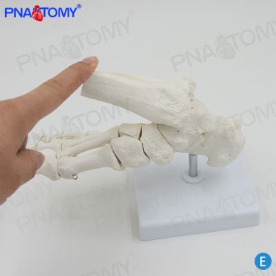 Foot foot bone structure made of bone model of ankle joint foot bone hand bone anatomy model 1 is greater than 1 rehabilitation AIDS