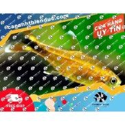 Phụ Kiện Thủy sinh - Cá Neon Các Loại