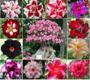 12 เมล็ด เมล็ดพันธุ์ ชวนชม สายพันธุ์ฮอลแลนด์ คละสี Adenium Seeds กุหลาบทะเลทราย Desert Rose ราชินีบอนไซ อัตรางอก 80-90% มีคู่มือปลูก