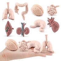 Simulation Human Body Torso Model Game Brain Heart Liver Stomach Kidney Teaching Tools Learning Educational Toys For Children