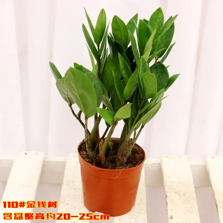 Money Tree Potted Indoor Lucky Plants a String of Coins Four Seasons