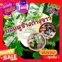 ?สินค้าขายดีติดอันดับ!!!!ไข่บอนหูช้างด่างขาวลุ้นด่างต้นแม่ด่างราคาโปรประหยัด ส่งแบบไข่ชิ้นโต (2 ไข่/แพ็ค)?