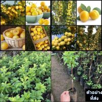 (1ต้น) ต้น ต้นพลัม พันธุ์ ชิโร่ Shiro Plum พลัม / พิสุทธิ์