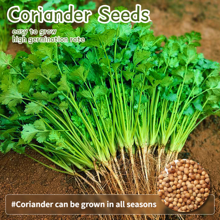 100 SEEDS/PACK CORIANDER / CILANTRO / WANSOY HERBS SEEDS Lazada PH