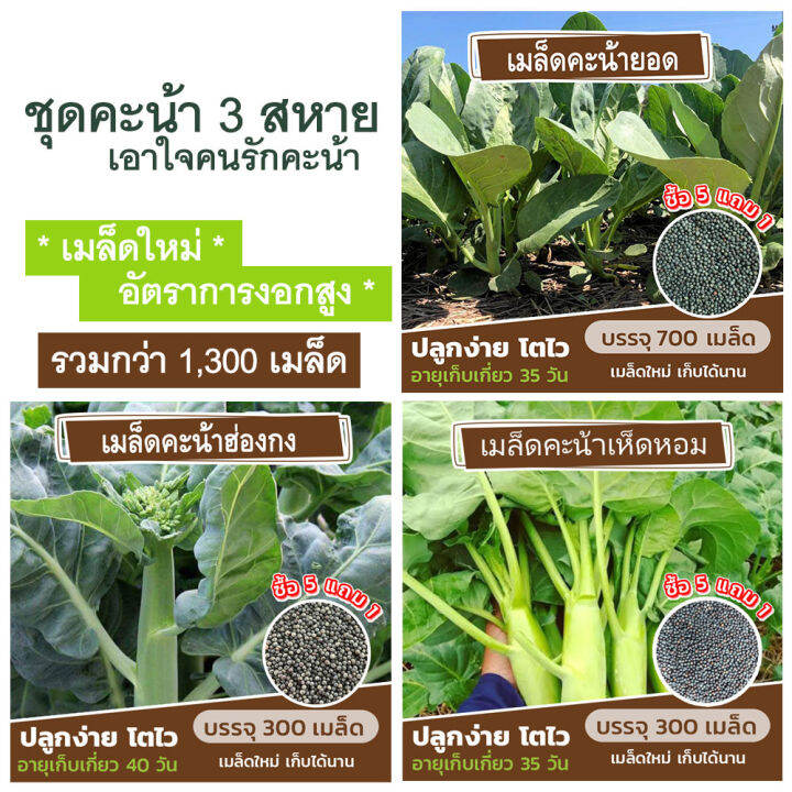 ชุดเมล็ดคะน้า-3-สหาย-เอาใจคนรักคะน้า-รวมกว่า-1-300-เมล็ด-คะน้าเห็ดหอม-คะน้ายอด-คะน้าฮ่องกง