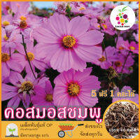 ซื้อ5 แถม1 เมล็ดพันธุ์ ดอกคอสมอส สีชมพู 40 เมล็ด (Pink Purity Cosmos Flower Seed) เมล็ดพันธุ์แท้ ปลูกง่าย อัตรางอกสูง เก็บเมล็ดปลูกต่อได้