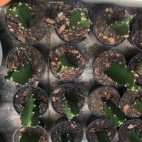 เมล็ดตอสามเหลี่ยม Hylocereus undatus seeds 10 เมล็ด