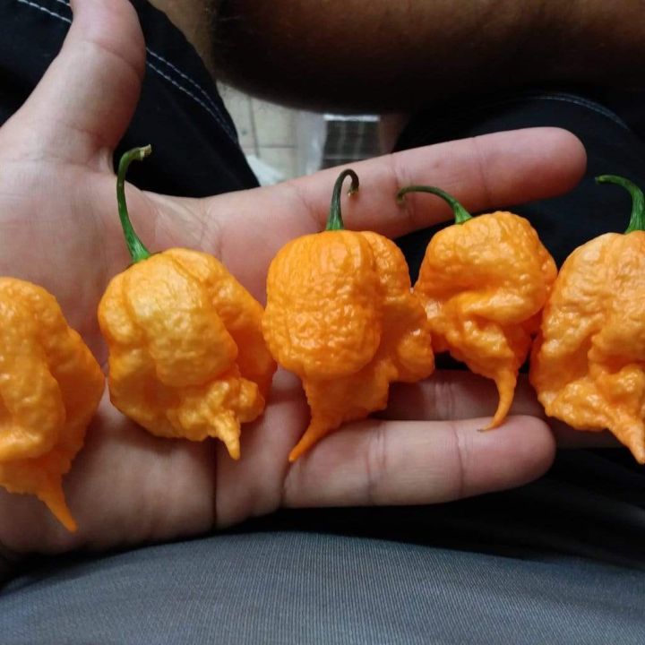 Benih Cabe Carolina Reaper Kuning Benih Cabai Rekor Terpedas Di Dunia Kualitas Premium Sayuran