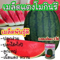 **ส่งไว** เมล็ดพันธุ์ แตงโมกินรี ขนาด 40 กรัม เนื้อแน่น แดงจัด เปลือกบาง ต้านทานโรคได้ดี ( 1 กระป๋อง ปลูกได้ 1 ไร่ ) พันธุ์พืช