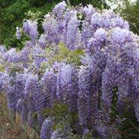 9 เมล็ดพันธุ์ เมล็ด วิสทีเรีย Chinese Wisteria Vines ดอกฟูจิ ไม้เถาวัลย์ ไม้ดอกงานมงคล ต้นไม้ประดับซุ้ม (Wisteria) Seeds