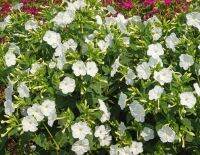 White Four oclock Flower (20 seeds) ดอกบานเย็นสีขาว (20 เมล็ด)