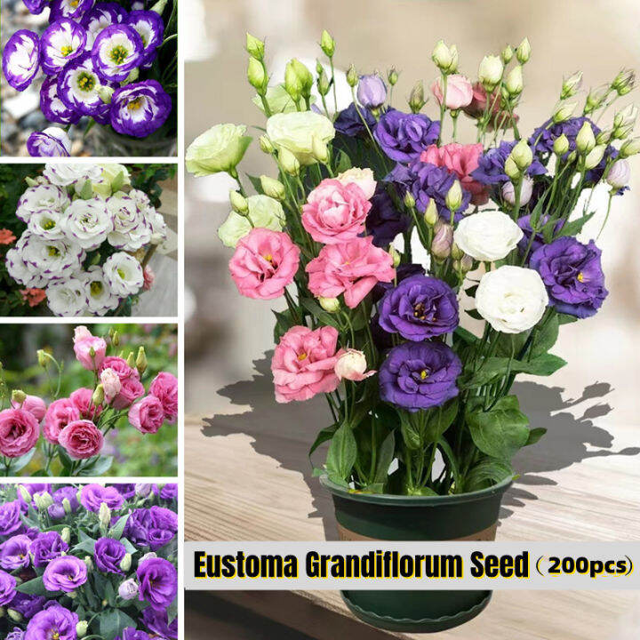 [Easy To Grow In Philippines] 200seeds Assorted Colours Eustoma