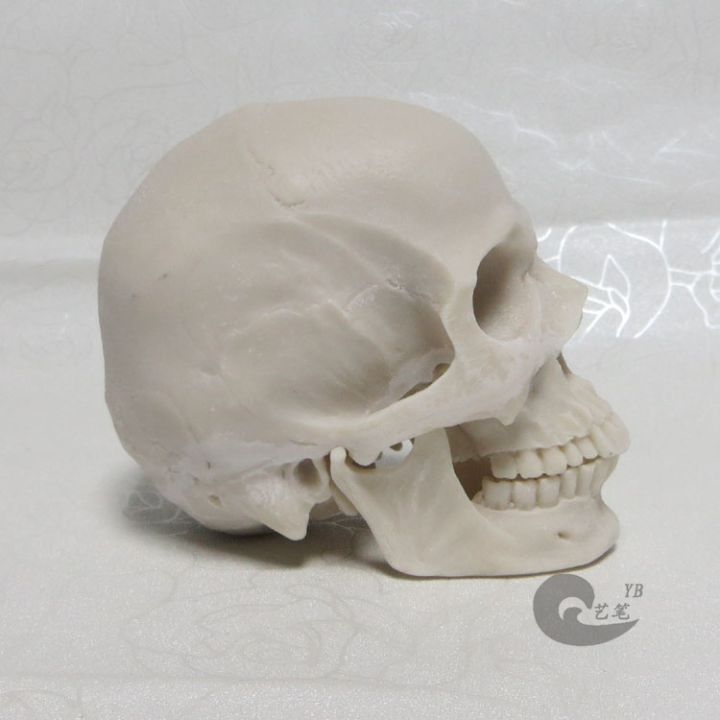skull-1-2-resin-skulls-painting-art-in-human-body-art-spot-musculoskeletal-anatomy-of-the-skull-model
