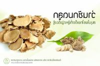 ว่านชักมดลูกหัวสด (Temulawak) จำนวน 1 กิโลกรัม ใช้ปลูกได้ ใช้ทานได้ (Curcuma comosa Roxb.) ชื่ออื่นๆ ว่า ว่านชักมดลูกตัวเมีย ว่านทรหด ว่านหำหด ใช้เหง้