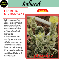 แคคตัส กระบองเพชรมิกกี้เม้าส์ หูกระต่าย Opuntia microdasys ส่งพร้อมกระถาง